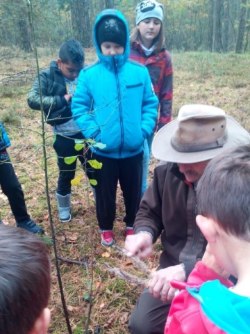 Wald 2