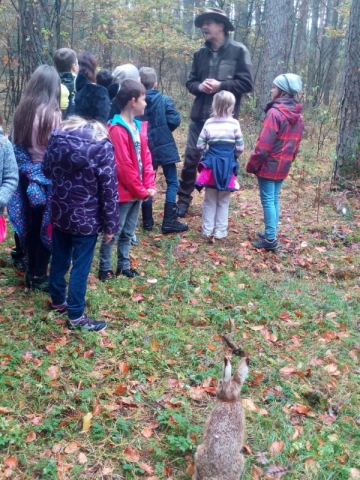 Wald 4