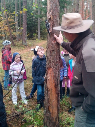 Wald 7
