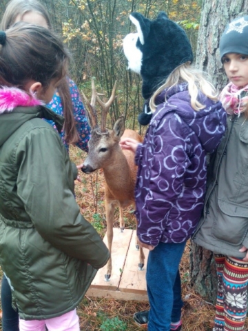 Wald 8