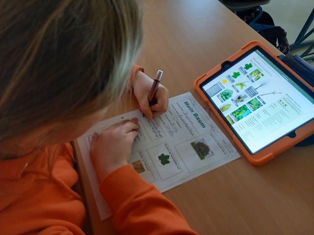 Die Schüler erstellen einen Steckbrief zu einem Baum des Auwaldes